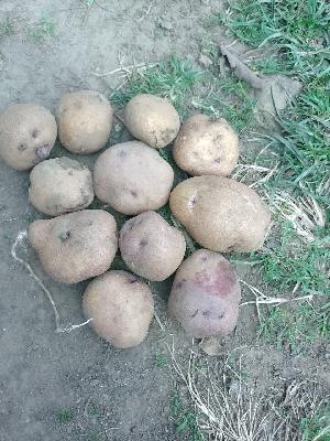 Bulto de papa Ica Unica 