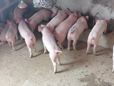 LECHONES DE ENGORDE