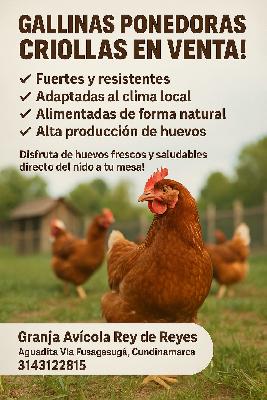 GALLINAS PONEDORAS CRIOLLAS 