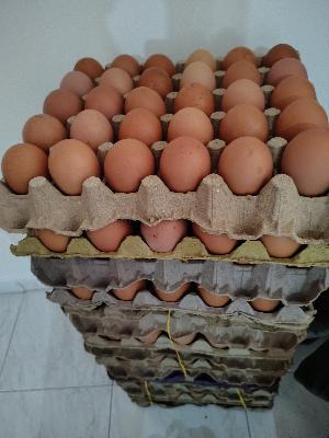 Huevo semi criollo fresco, yema roja.