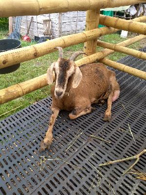 CABRAS TIPO LECHE