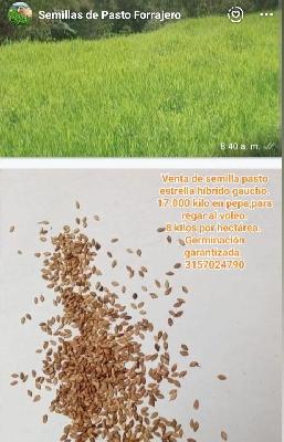 VENTA ESTRELLA MEJORADA HIBRIDO TIFTON GENERO CYNODON