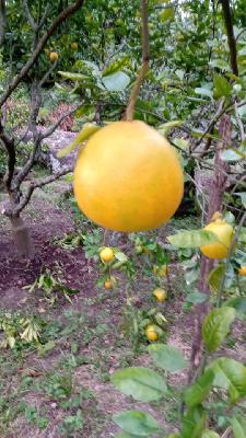 NARANJA TANGELO 