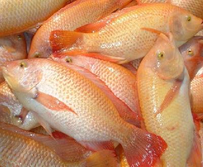 Venta de Mojarra Roja