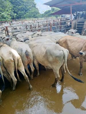 venta de ganado cebú 