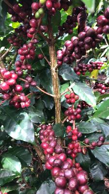 CAFE PERGAMINO SECO DE ALTA CALIDAD