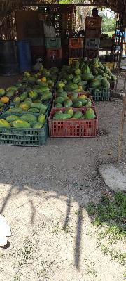 PAPAYA 