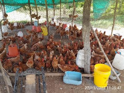 Venta de huevos de gallina- La Unión, Sucre