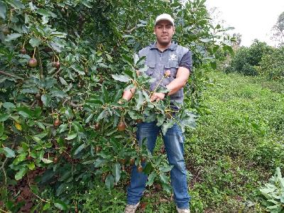 finca productora de aguacate hass